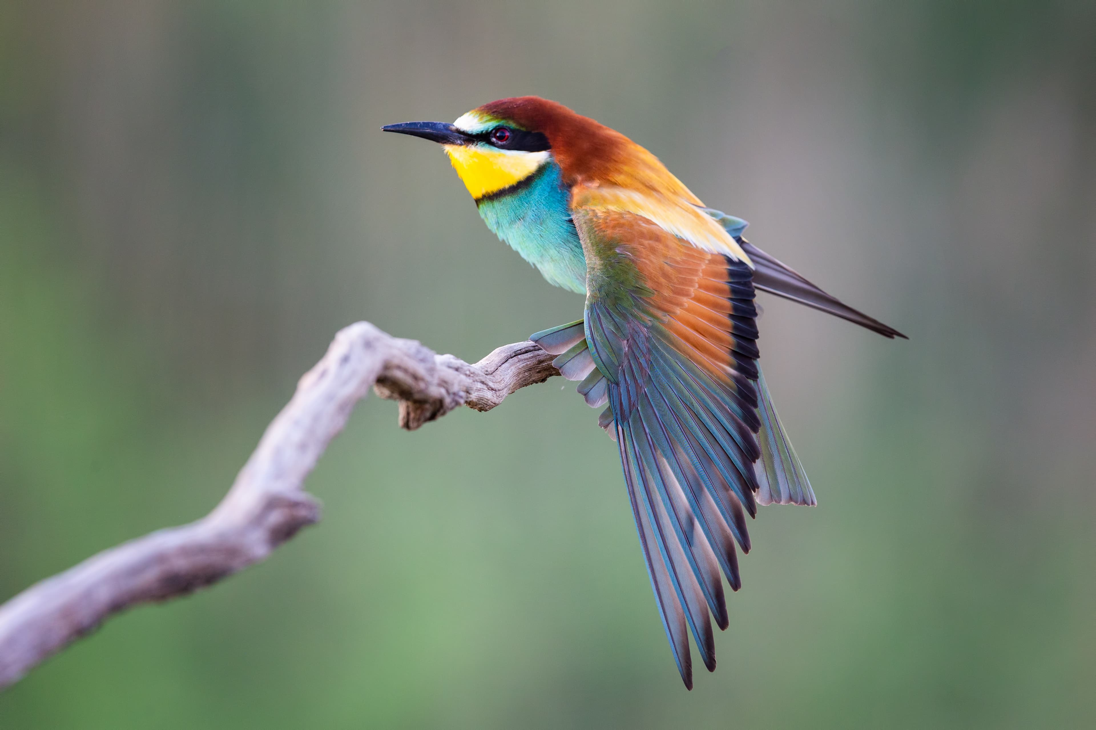 Feathered Finds